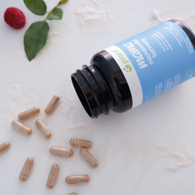 Čaj od lista maline i probiotik - prirodna podrška mikrobiomu trudnica i pripremi za porod